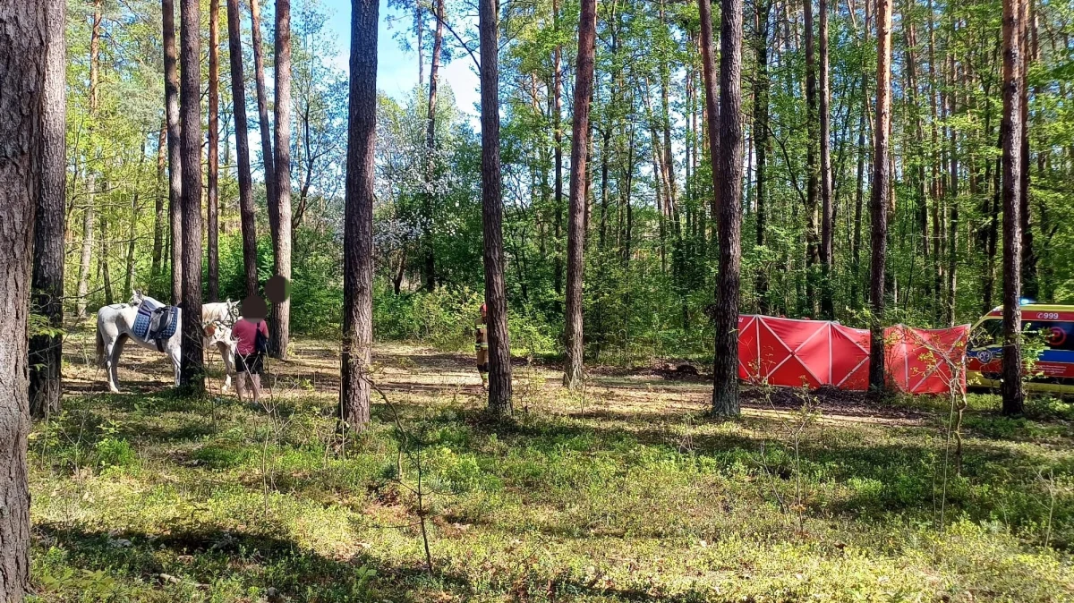 Policja wyjaśnia okoliczności śmierci dziewczynki, która spadła z konia w lesie koło Biłgoraja na Zamojszczyźnie. Wiadomo, że pracownik miejscowej stadniny wydał dwa konie 12-latce, która wybrała się na przejażdżkę z 14-letnią koleżanką. Starsza z dziewczynek spadła z konia, jej życia nie udało się uratować. Mężczyzna w chwili, kiedy został zatrzymany, był nietrzeźwy. 