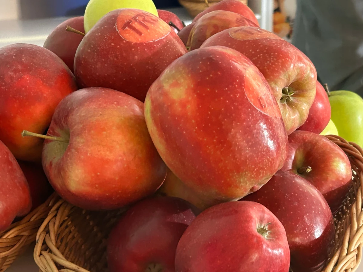 Największy sad Europy, czyli okolice Grójca i Warki na południu Mazowsza, odwiedzamy dzisiaj w Faktach RMF FM. Ten rejon odpowiada za produkcję prawie połowy jabłek w Polsce. W pierwszy weekend maja przypominamy o tym, że nasz kraj jest jabłkową potęgą. Polska jest największym producentem tych owoców w Unii Europejskiej oraz czwartym na świecie. Do zagłębia grójecko-wareckiego pojechał nasz reporter Michał Dobrołowicz.