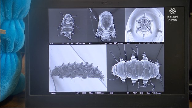 Naukowcy żartują, że nie zabije go nawet bomba atomowa. Niesporczak, najodporniejsze zwierzę na ziemi, może przetrwać wszystko w każdych warunkach. Polak Sławosz Uznański-Wiśniewski przetestuje go teraz w kosmicznych warunkach. O wielkiej podróży małego niesporczaka, dla ''Wydarzeń'' Stanisław Wryk.