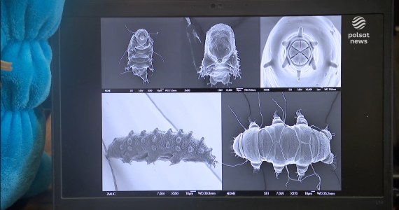 ''Wydarzenia'': Podobno przeżyje wybuch bomby atomowej. Teraz Polak zabierze go w kosmos