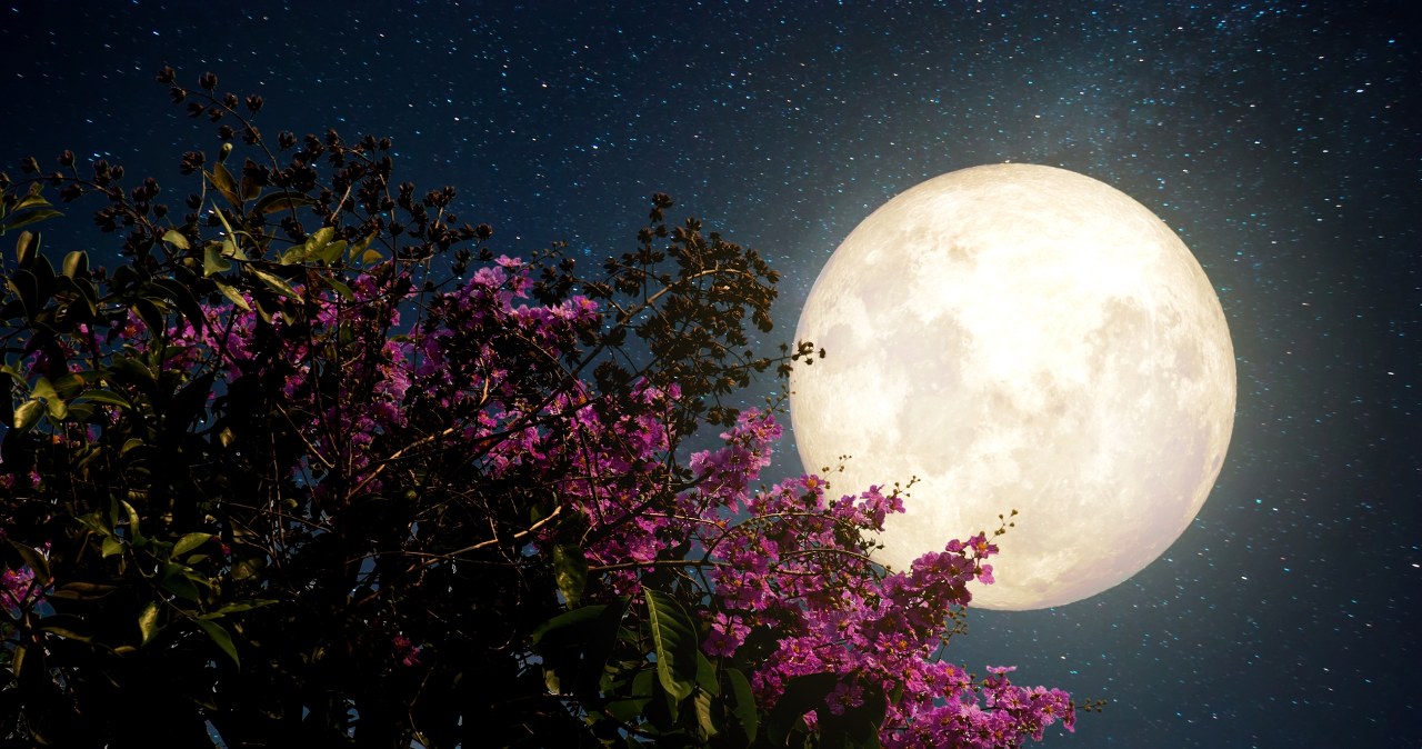 Kwiatowy Księżyc przyniesie szczęście tym znakom zodiaku. Los będzie dla nich bardzo łaskawy