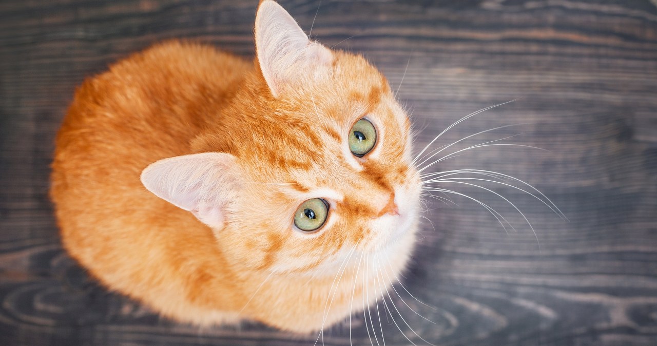 Twój kot nie mruczy bez powodu. Naukowcy właśnie odkryli dlaczego