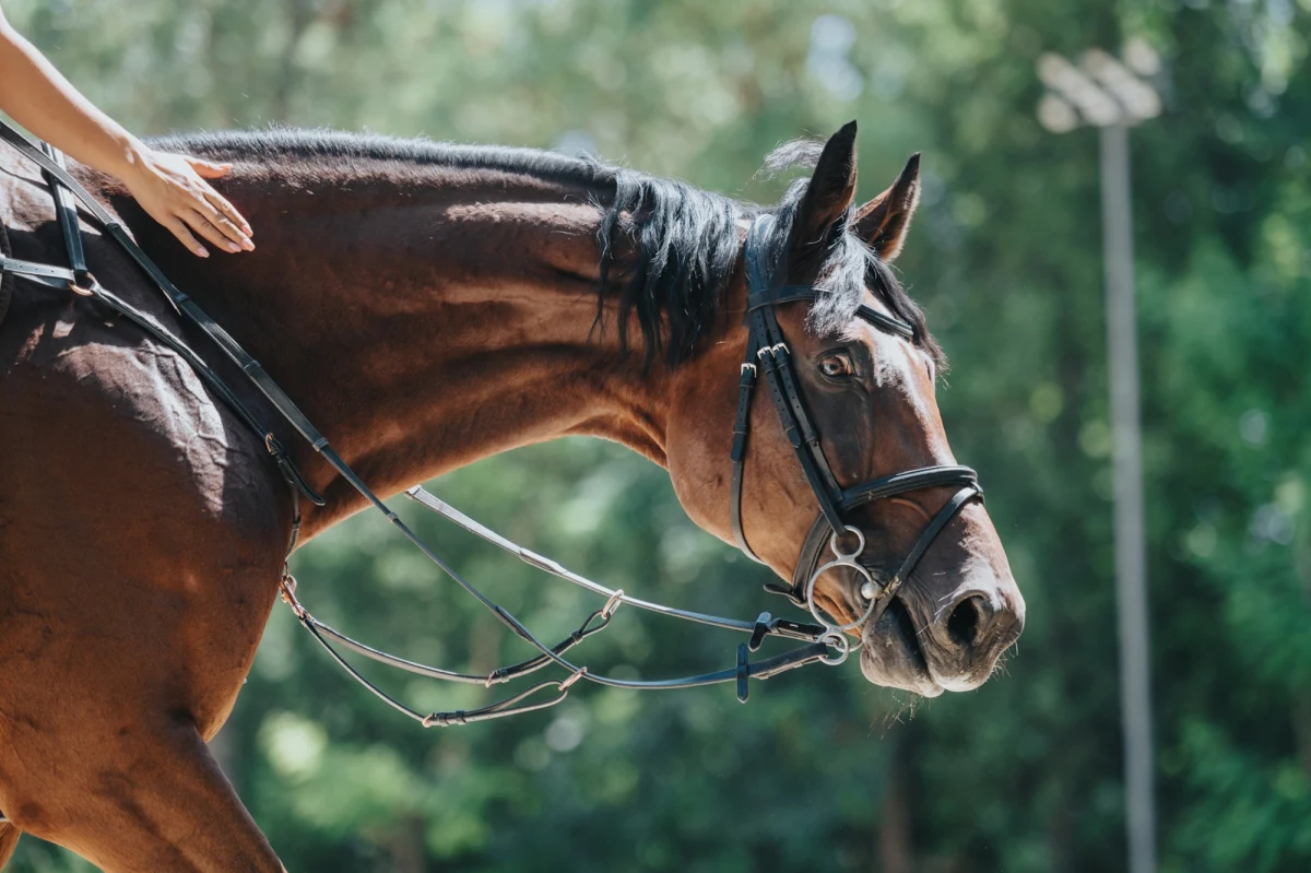 Na dzisiaj zaplanowano sekcję zwłok 14-latki, która w piątek spadła z konia podczas przejażdżki po lesie koło Biłgoraja na Zamojszczyźnie. Dziewczynka zmarła. Śledczy ustalają, czy do jej śmierci przyczynił się pracownik stadniny, który wydał jej koleżance dwa wierzchowce, a w chwili zatrzymania był nietrzeźwy.