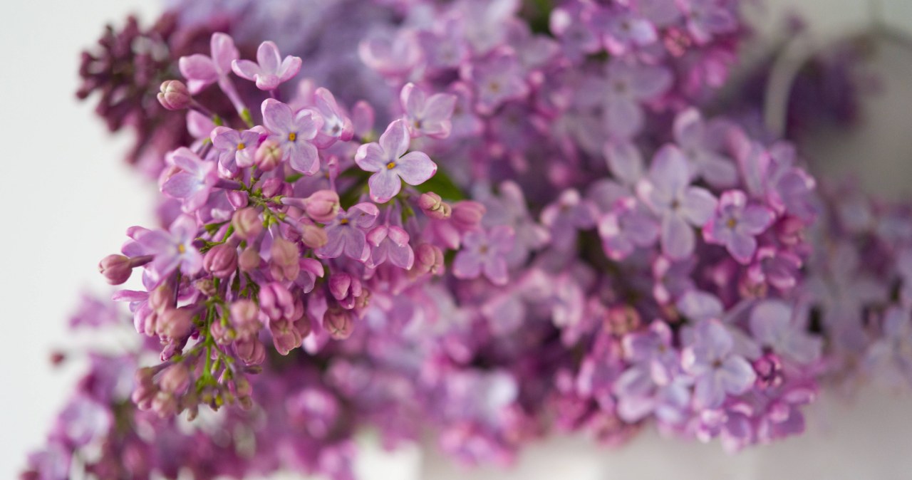 Bez długo będzie wyglądał świeżo i dorodnie. Dodaj do wazonu prostą mieszankę