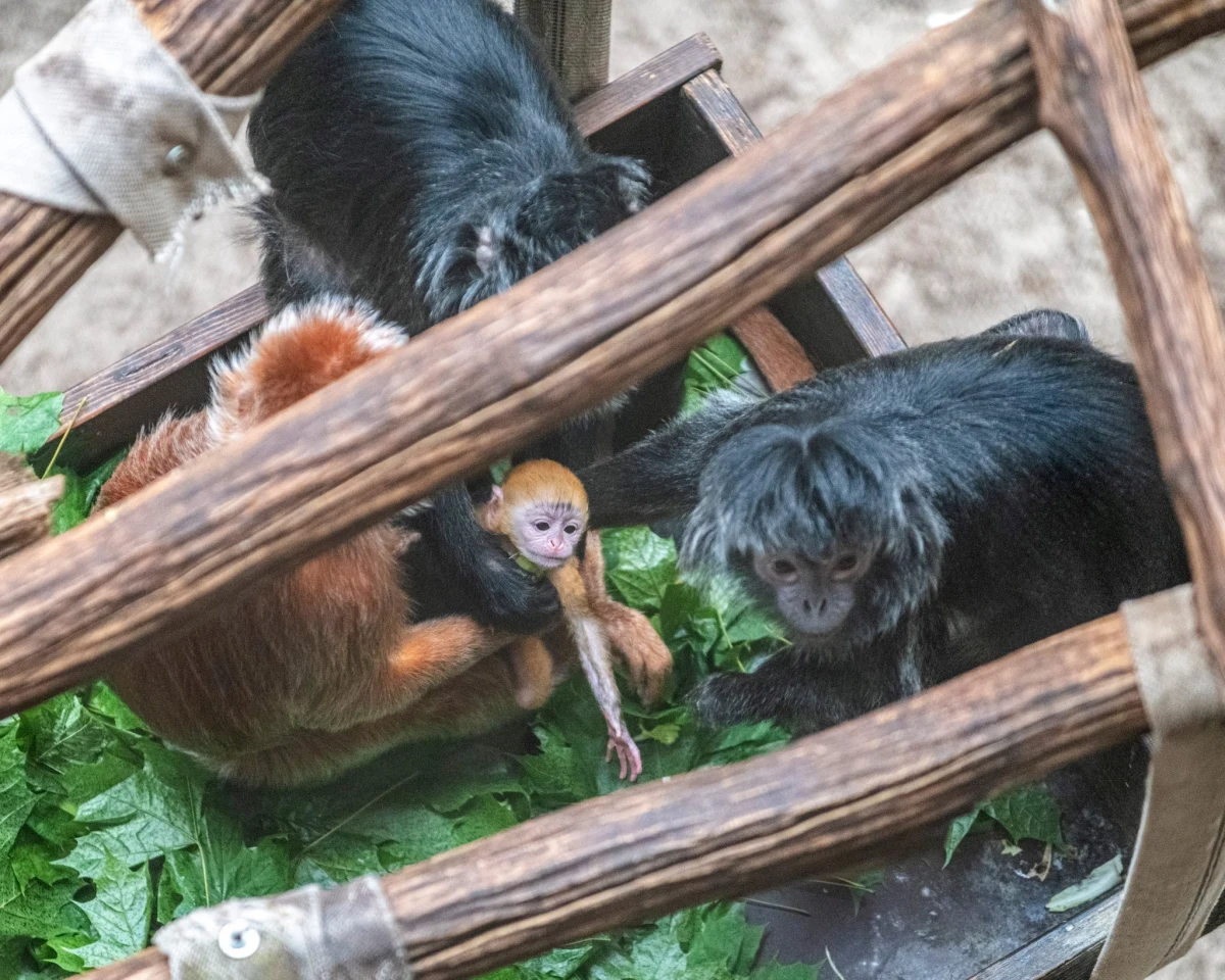 Na wybiegu lutungów jawajskich w Orientarium Zoo Łódź można już spotkać najmłodszą, liczącą niespełna miesiąc, przedstawicielkę tego gatunku małp z Azji Południowo-Wschodniej. Na razie młode spędza większość czasu wtulone w futro swojej mamy.