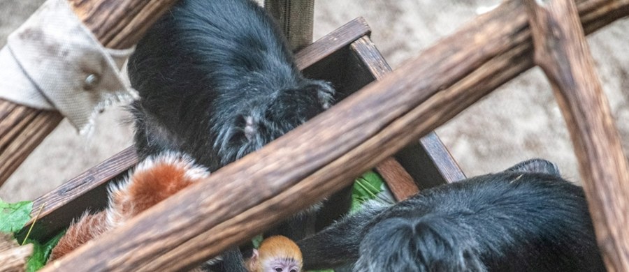 Na wybiegu lutungów jawajskich w Orientarium Zoo Łódź można już spotkać najmłodszą, liczącą niespełna miesiąc, przedstawicielkę tego gatunku małp z Azji Południowo-Wschodniej. Na razie młode spędza większość czasu wtulone w futro swojej mamy.
