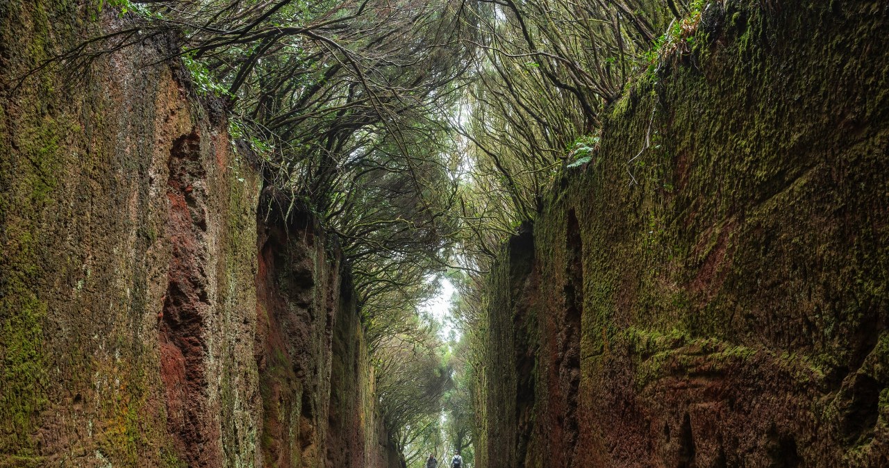 Bajkowy tunel w lesie wawrzynowym to uwielbiana atrakcja znanej wyspy. Odwiedź go w deszczowy dzień
