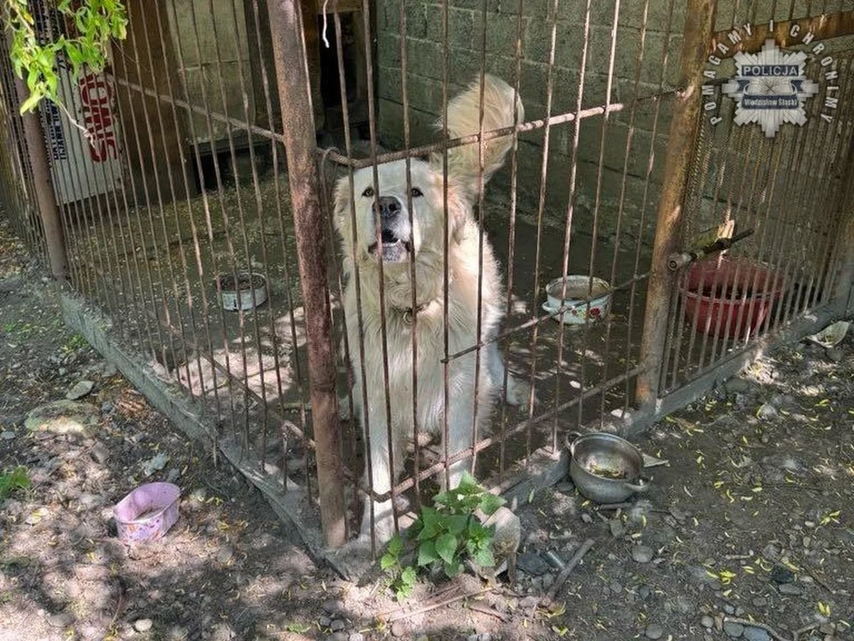 W jednej z miejscowości powiatu wodzisławskiego (woj. śląskie) w majówkę doszło do groźnego zdarzenia. 10-letni chłopiec został pogryziony przez psa i trafił do szpitala. Policja z Gorzyc bada sprawę, a agresywny pies został umieszczony pod obserwacją. Właścicielowi zwierzęcia grozi do 5 lat więzienia. 