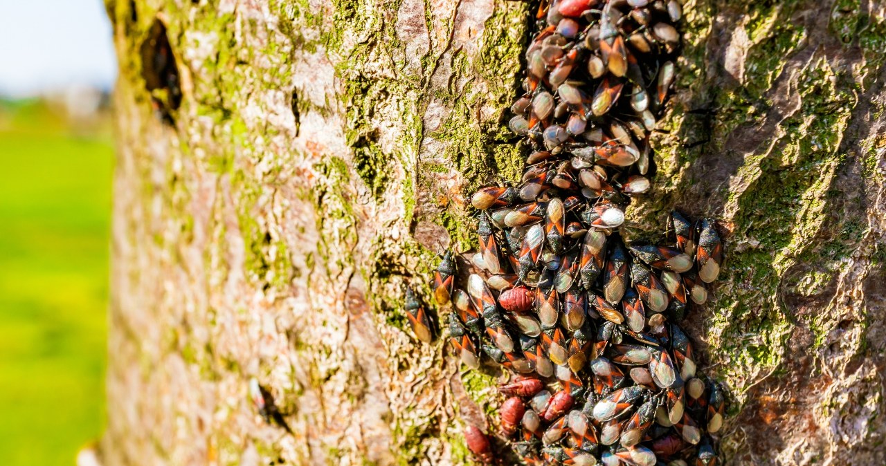 Chmarą obsiadają polskie drzewa. Kolonie liczą tysiące owadów
