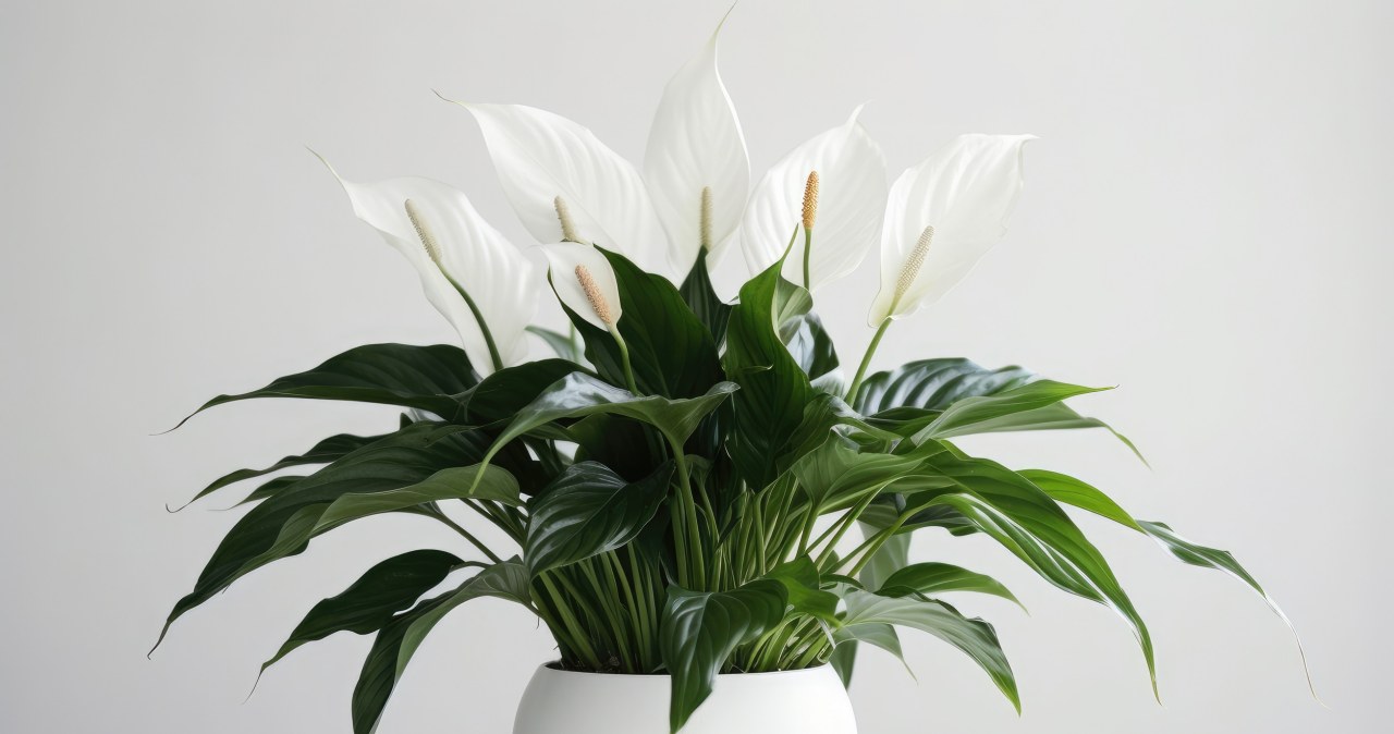 Nie wylewaj do zlewu, tylko podlej skrzydłokwiaty. Kremowe kwiaty pojawią się w mig