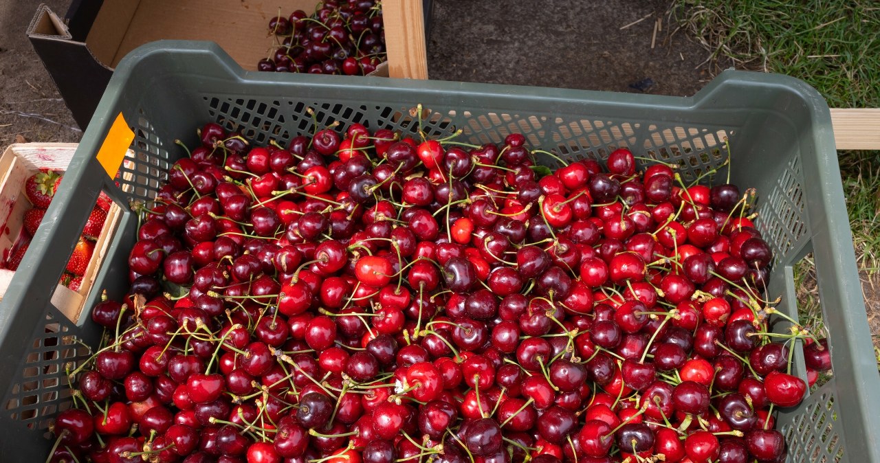 Udany sezon dla polskich producentów. Rekordowa sprzedaż mrożonek z Polski
