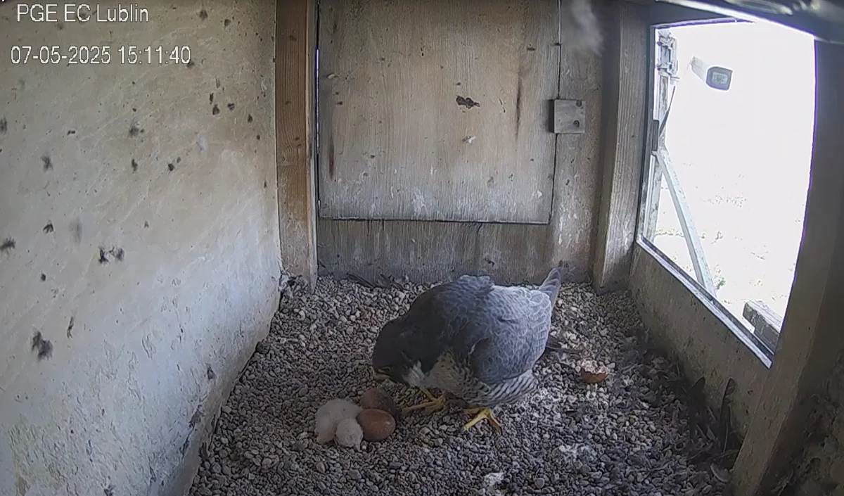 Dzisiaj wykluło się pierwsze z tegorocznych piskląt pary sokołów ze słynnego gniazda na kominie elektrociepłowni Lublin-Wrotków. Mieszkające tam ptaki wysiadują jeszcze dwa jaja