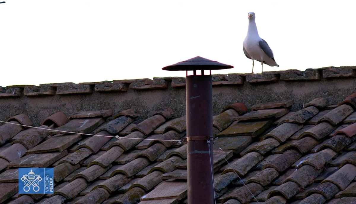 Najsłynniejszy ptak świata powrócił. Kiedy miliony w napięciu czekały w środę na dym z komina Kaplicy Sykstyńskiej, informujący o decyzji kardynałów-elektorów ws. wyboru papieża, na dachu świątyni - jak gdyby nigdy nic - rozsiadła się, idealnie w świetle kamer, biała mewa. Podobnie było w 2013 r.
