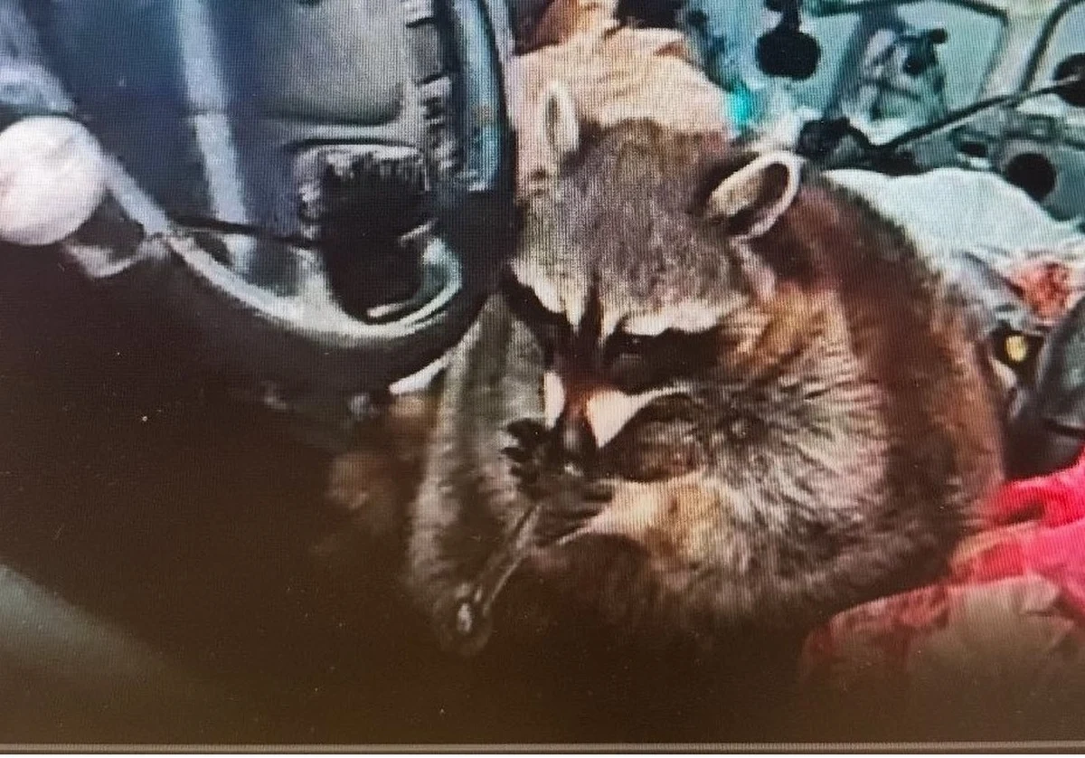 W Ohio w USA doszło do nietypowego zdarzenia, które wprawiło lokalną społeczność w osłupienie. Policjanci zauważyli w aucie, na fotelu kierowcy, szopa pracza, który w pysku trzymał lufkę służącą do palenia metamfetaminy. Funkcjonariusze opublikowali zdjęcia zwierzęcia, które szybko obiegły media społecznościowe.