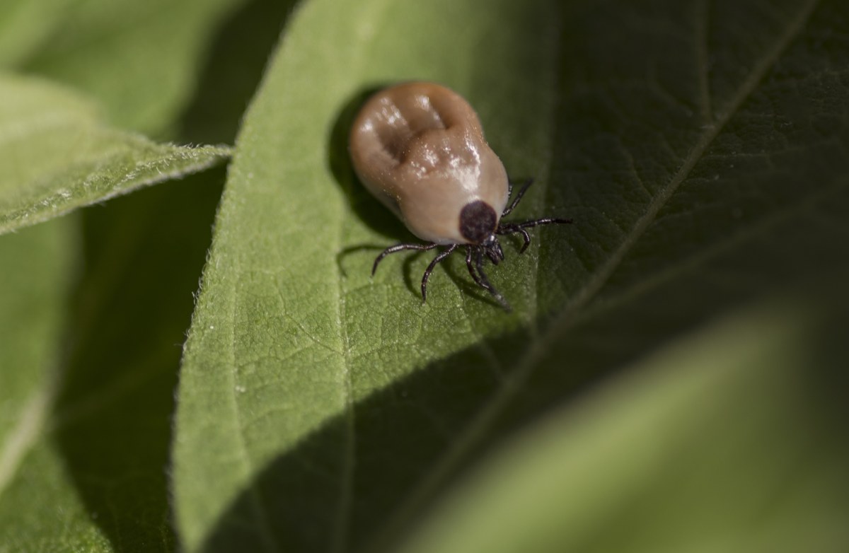 Kleszcze są wszędzie. Warszawa ujawnia badania