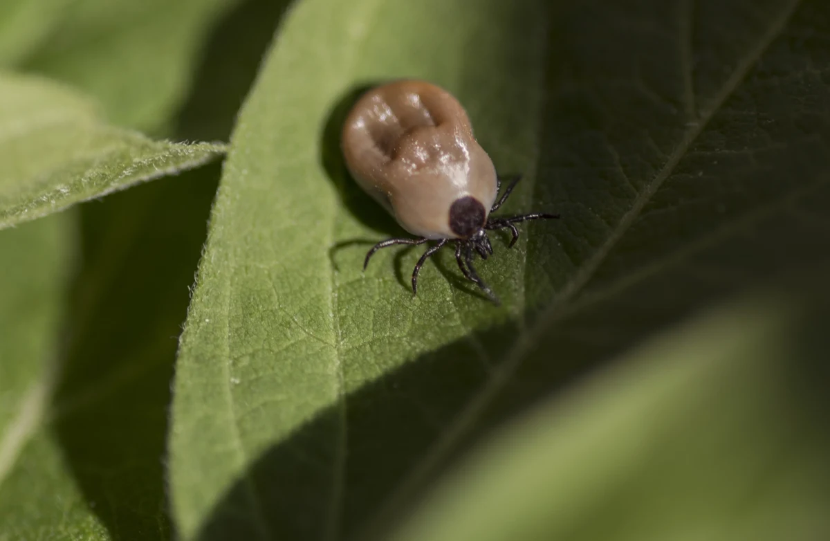 Uwaga na kleszcze! Nowe badanie naukowców z Uniwersytetu Warszawskiego nie pozostawia złudzeń - pasożyty te występują bardzo licznie również w miastach: w parkach, ogrodach botanicznych, na prywatnych posesjach, a nawet terenach przedszkoli. 