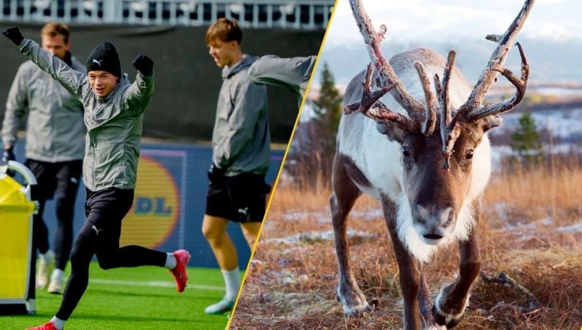 W Norwegii, gdzie sprzedaż biletów na wydarzenia sportowe z zyskiem jest nielegalna, kibice znaleźli oryginalny sposób na zdobycie wejściówek na rewanżowy mecz półfinału Ligi Europy pomiędzy Bodø/Glimt a Tottenhamem. Zainteresowanie meczem jest ogromne, a liczba biletów ograniczona. Aby zdobyć wejściówkę, Norwegowie oferują... ryby i mięso z renifera.