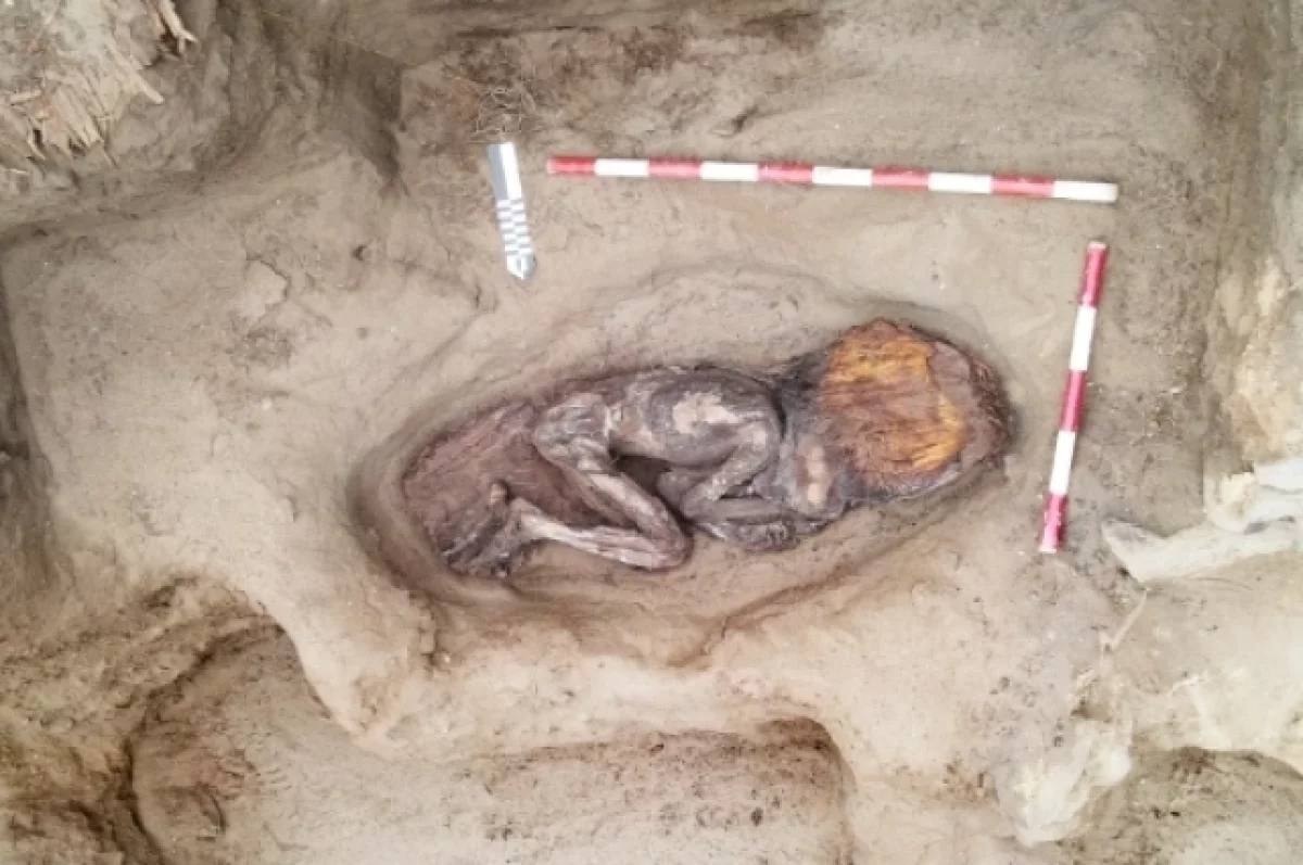 Archeologiczny hit: Mumia z włosami na wysypisku śmieci