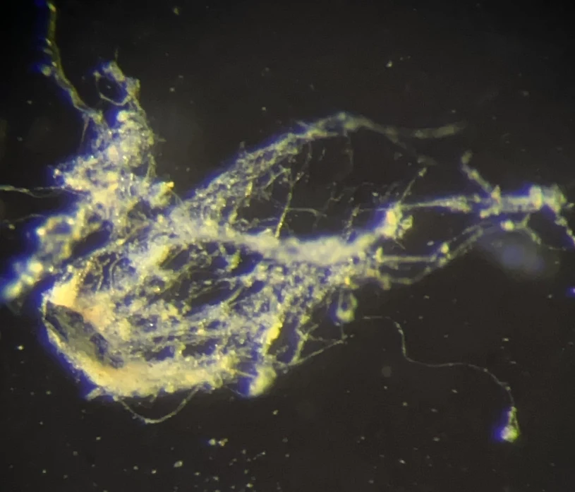 Naukowcy odkrywają bakterię-przewód. Technologia przyszłości?