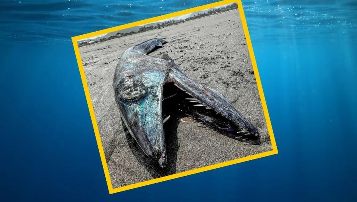 Na plażę w Oregonie w USA morze wyrzuciło rzadki okaz ryby. To żaglon o długim nosie, znany również jako "ryba kanibal" lub "ryba strefy zmierzchowej". Gatunek ten żyje i poluje w głębinach Pacyfiku.