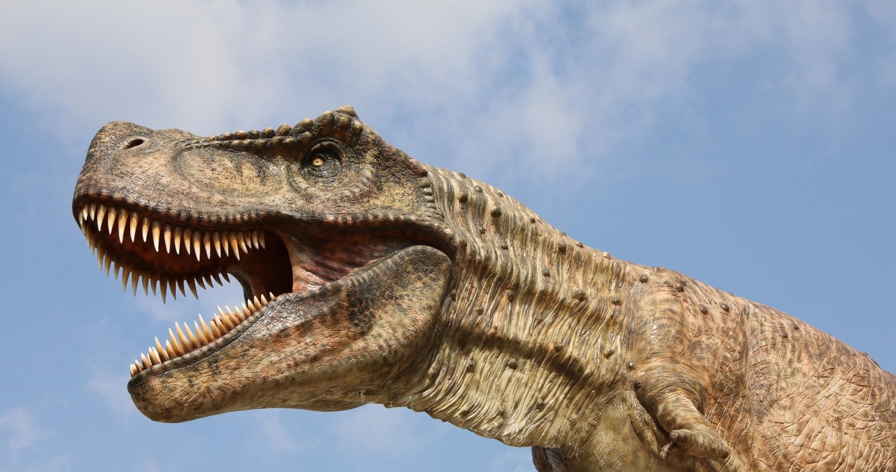 Dlaczego tyranozaur miał małe łapki? Naukowcy odkrywają przyczynę Dlaczego tyranozaur miał małe łapki? Naukowcy odkrywają przyczynę