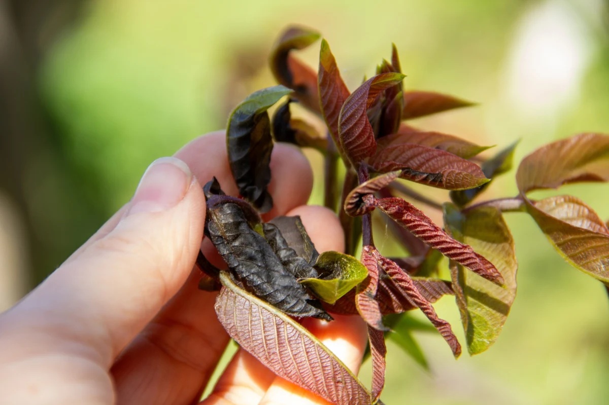 W ostatnich dniach nocne przymrozki sprawiły, że rolnicy na Warmii i Mazurach, a także w innych regionach Polski, zmagają się z ogromnymi stratami. Przemarznięte kwiaty i zawiązki drzew owocowych, a także zniszczone uprawy rzepaku i zbóż, to efekt niskich temperatur, które nawiedziły kraje w ostatnim czasie.