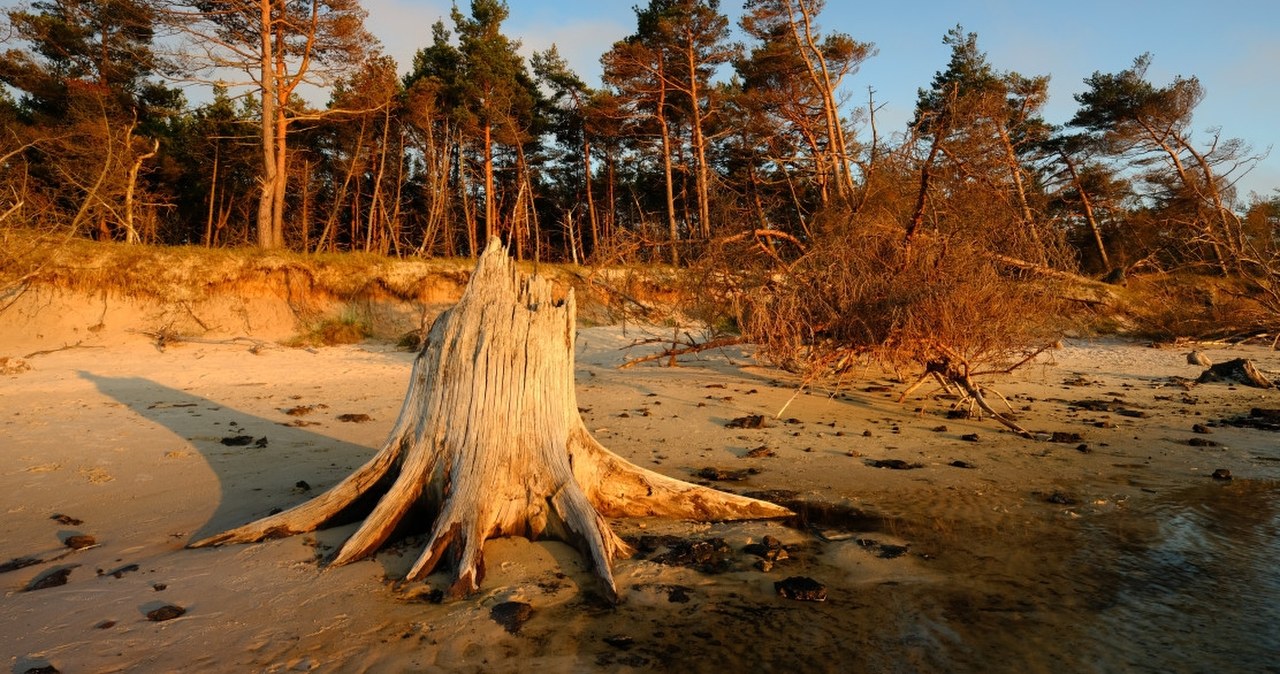 3000-letni las nad Bałtykiem. Polska plaża skrywa niezwykłą tajemnicę