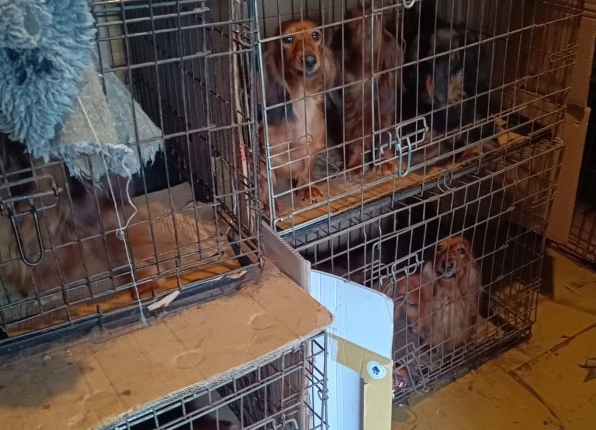 Nielegalną hodowlę psów odkryli policjanci na terenie jednej z posesji w Jędrzejowie w woj. świętokrzyskim. W skrajnie złych warunkach przetrzymywano 104 zwierzęta różnych ras. To, co widać na zdjęciach i na filmie przeraża. 