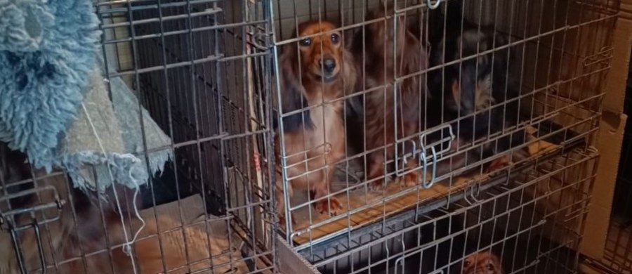 Nielegalną hodowlę psów odkryli policjanci na terenie jednej z posesji w Jędrzejowie w woj. świętokrzyskim. W skrajnie złych warunkach przetrzymywano 104 zwierzęta różnych ras. To, co widać na zdjęciach i na filmie przeraża. 