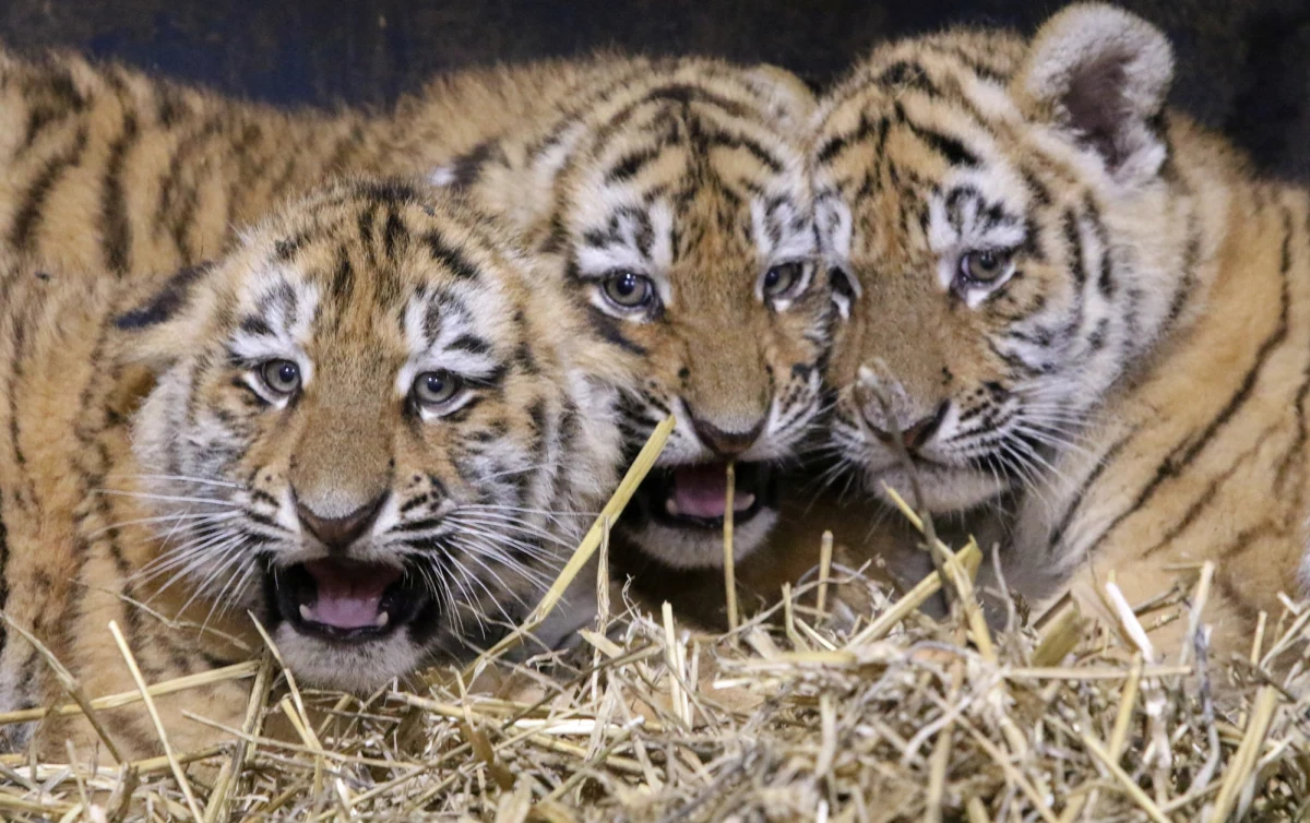 To wyjątkowy moment nie tylko dla ogrodu zoologicznego, ale i dla całego gatunku. W płockim zoo urodziły się cztery tygrysy syberyjskie - przedstawiciele jednego z najbardziej zagrożonych podgatunków na świecie. Małe drapieżniki na razie przebywają pod opieką mamy, ale już niedługo będzie można zobaczyć je na wybiegu.