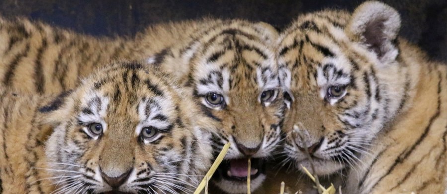 To wyjątkowy moment nie tylko dla ogrodu zoologicznego, ale i dla całego gatunku. W płockim zoo urodziły się cztery tygrysy syberyjskie - przedstawiciele jednego z najbardziej zagrożonych podgatunków na świecie. Małe drapieżniki na razie przebywają pod opieką mamy, ale już niedługo będzie można zobaczyć je na wybiegu.