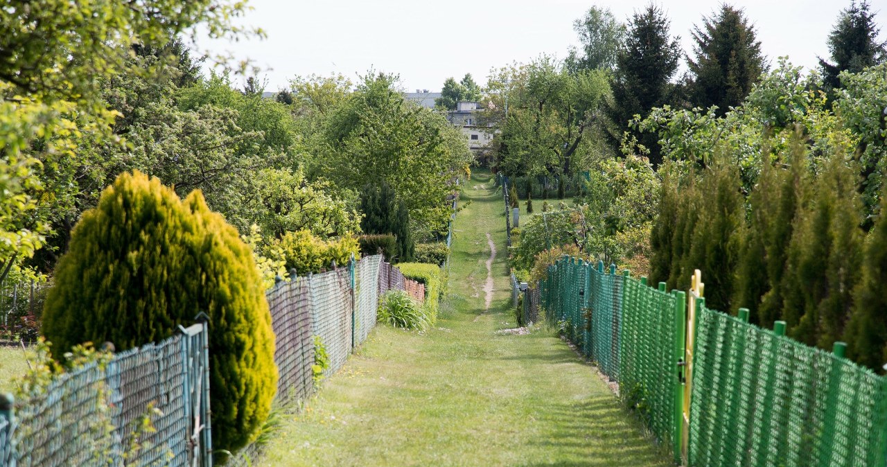 Czego nie wolno sadzić na działce ROD? Przepisy dotyczą również ogrodzeń i żywopłotów