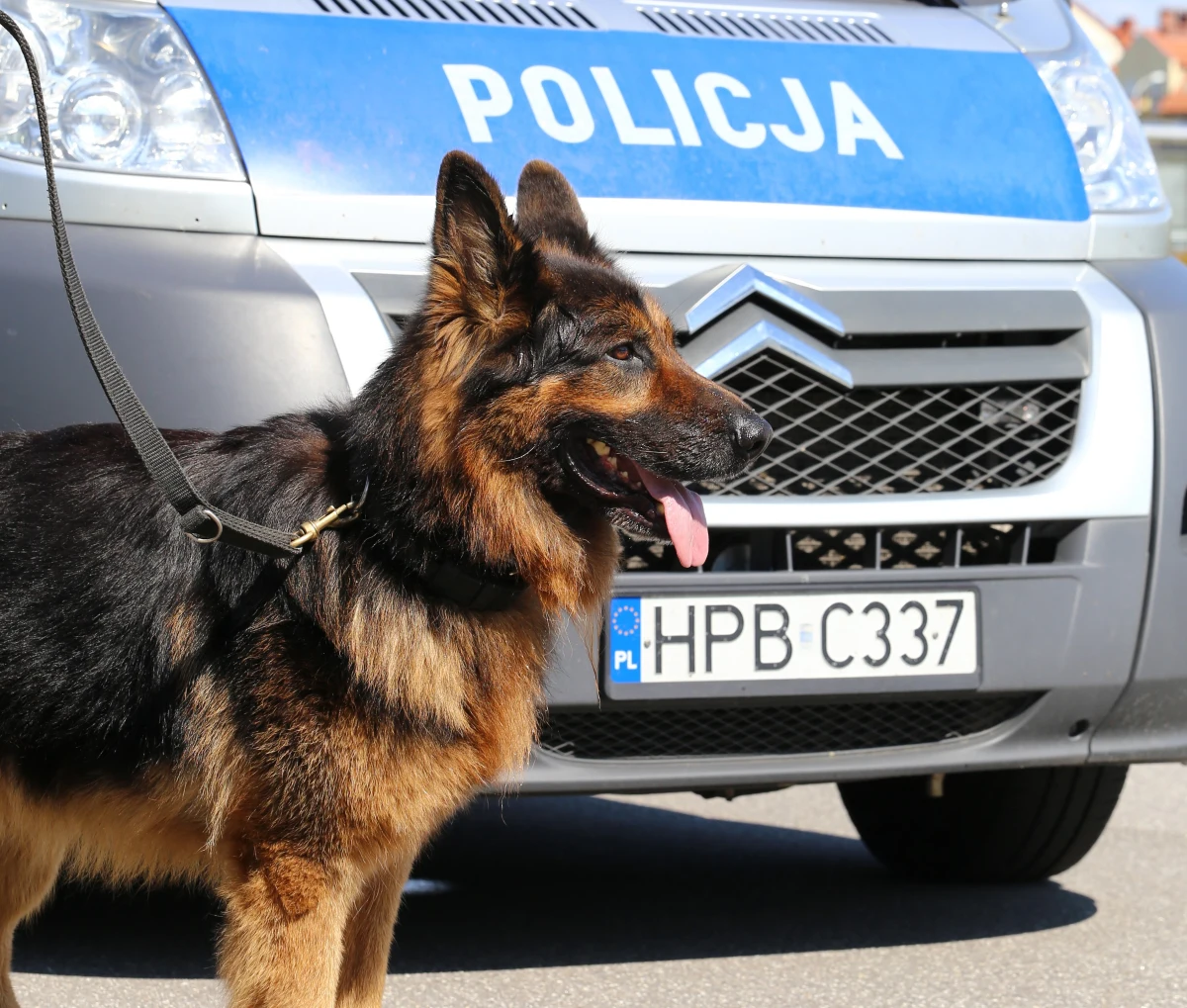 Tragiczny los spotkał dwa policyjne psy z Poznania. Piorun i Nanson jechały z Poznania do Warszawy, by zabezpieczać mecz finału Pucharu Polski. Po dotarciu na miejsce, w którym miały przenocować, okazało się, że jedno ze zwierząt nie żyje, a drugie jest w ciężkim stanie. 