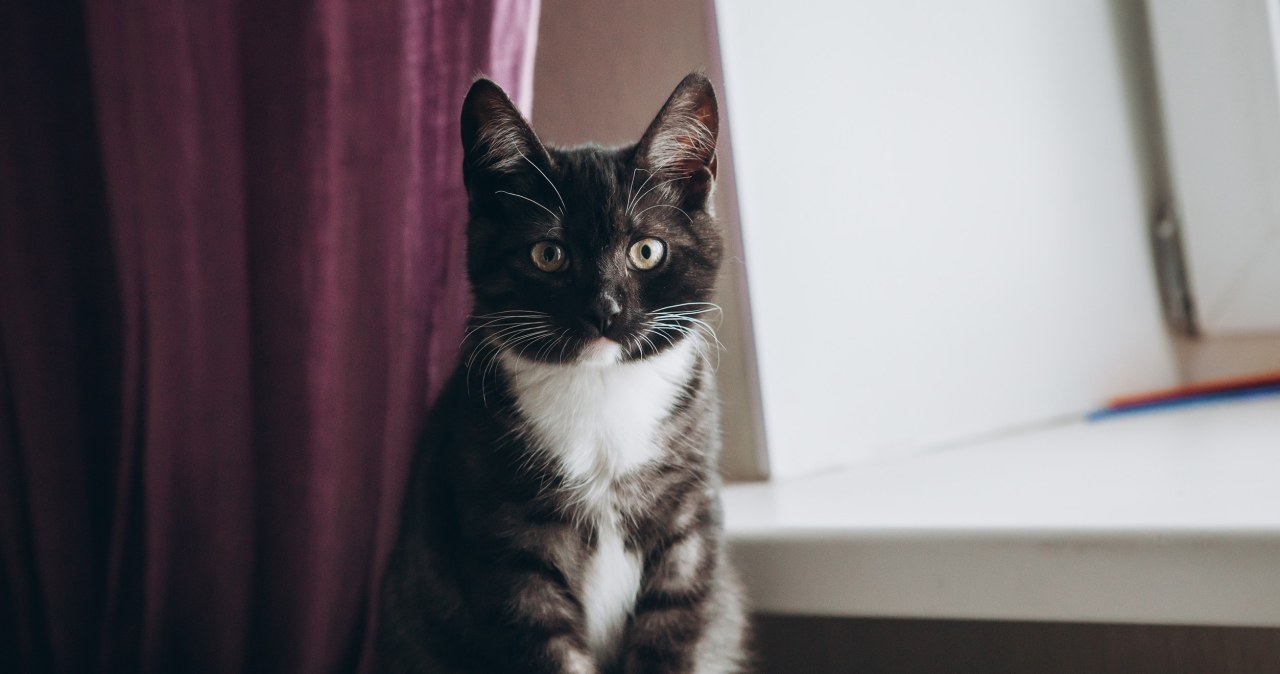 Kot zachowuje się w ten sposób? Możliwe, iż nadchodzi burza lub ochłodzenie