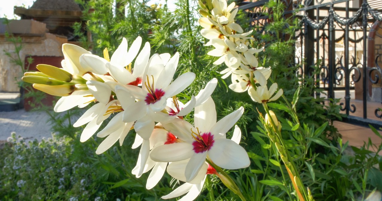 Egzotyczna dama, która zawstydzi hortensje. Latem kwitnie jak szalona