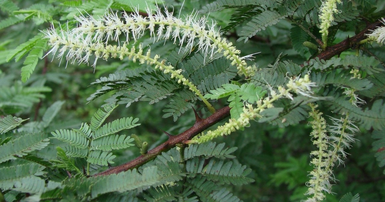 Brazylijski psychodelik jako nowa metoda leczenia depresji