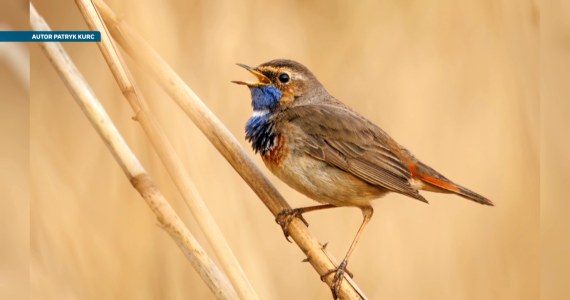 Jeden z najpiękniejszych polskich ptaków zagrożony. Przyczyną są pożary
