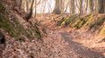 Na Pomorzu powstała pierwsza ścieżka terapii leśnej