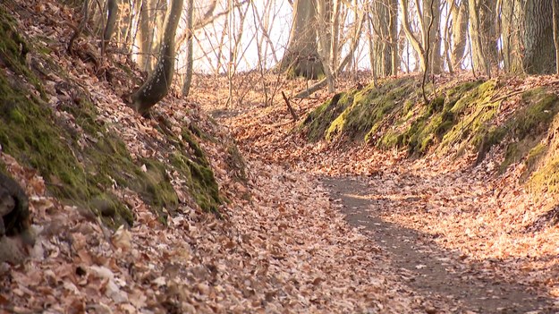A teraz bierzemy głęboki oddech i zanurzamy się w nadmorskich lasach. W okolicach Elbląga powstała pierwsza na Pomorzu ścieżka terapii leśnej. Wizyty w lesie mają pomagać w rehabilitacji i relaksie i otwierać na otaczającą przyrodę. Na ścieżkę w Krainie Buka zabierze nas Robin Jesse.