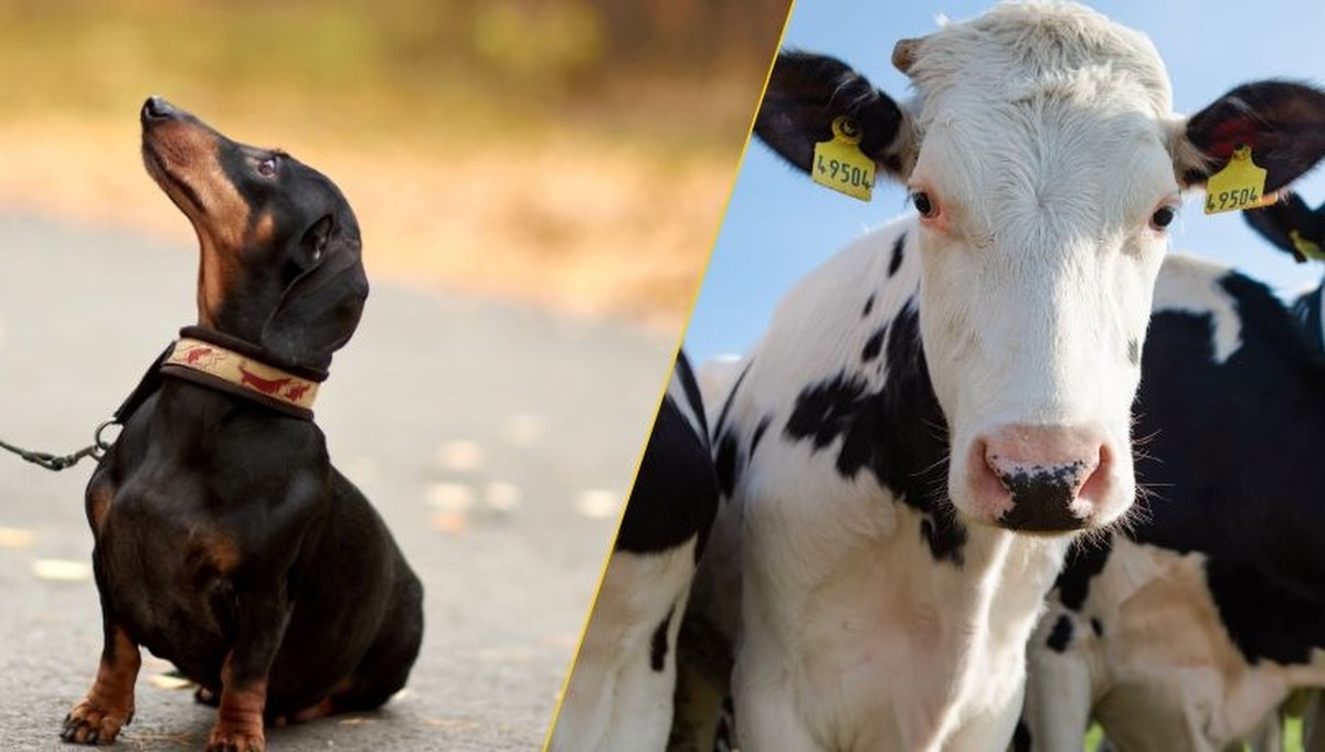 Zakaz odbierania zwierząt. Projekt w Sejmie, co dalej?