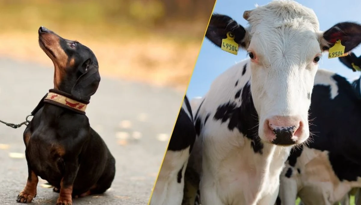 Konfederacja chce zmian w prawie dotyczących egzekucji sądowych. W myśl projektu nowelizacji, który znalazł się w Sejmie, komornicy nie mogliby już odbierać zwierząt dłużnikom.