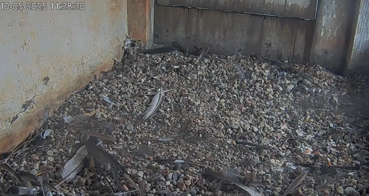 Pisklę nie żyje, jego matka zaginęła, a gniazdo przejęła młodsza samica. Tak dramatycznie potoczyły się zdarzenia w słynnym gnieździe sokołów na kominie elektrociepłowni Lublin-Wrotków.