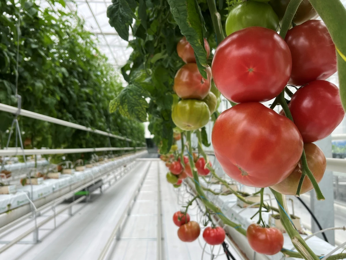 Niczym kosmiczna plantacja wygląda otwarte w Lublinie, pierwsze w kraju Centrum Fenomiki Roślin, gdzie naukowcy z Uniwersytetu Przyrodniczego pracują nad nowymi, odpornymi na suszę odmianami roślin. Nowoczesna aparatura na bieżąco ogląda rośliny, które w kontrolowany sposób narażane są na niekorzystne warunki, a komputerowy algorytm sprawdza, które sadzonki radzą sobie najlepiej i które warto ze sobą skrzyżować. A to tylko część możliwości nowego ośrodka.