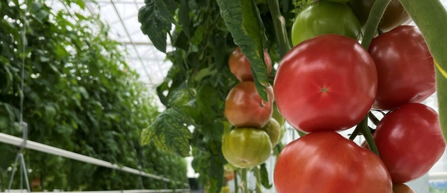 Niczym kosmiczna plantacja wygląda otwarte w Lublinie, pierwsze w kraju Centrum Fenomiki Roślin, gdzie naukowcy z Uniwersytetu Przyrodniczego pracują nad nowymi, odpornymi na suszę odmianami roślin. Nowoczesna aparatura na bieżąco ogląda rośliny, które w kontrolowany sposób narażane są na niekorzystne warunki, a komputerowy algorytm sprawdza, które sadzonki radzą sobie najlepiej i które warto ze sobą skrzyżować. A to tylko część możliwości nowego ośrodka.