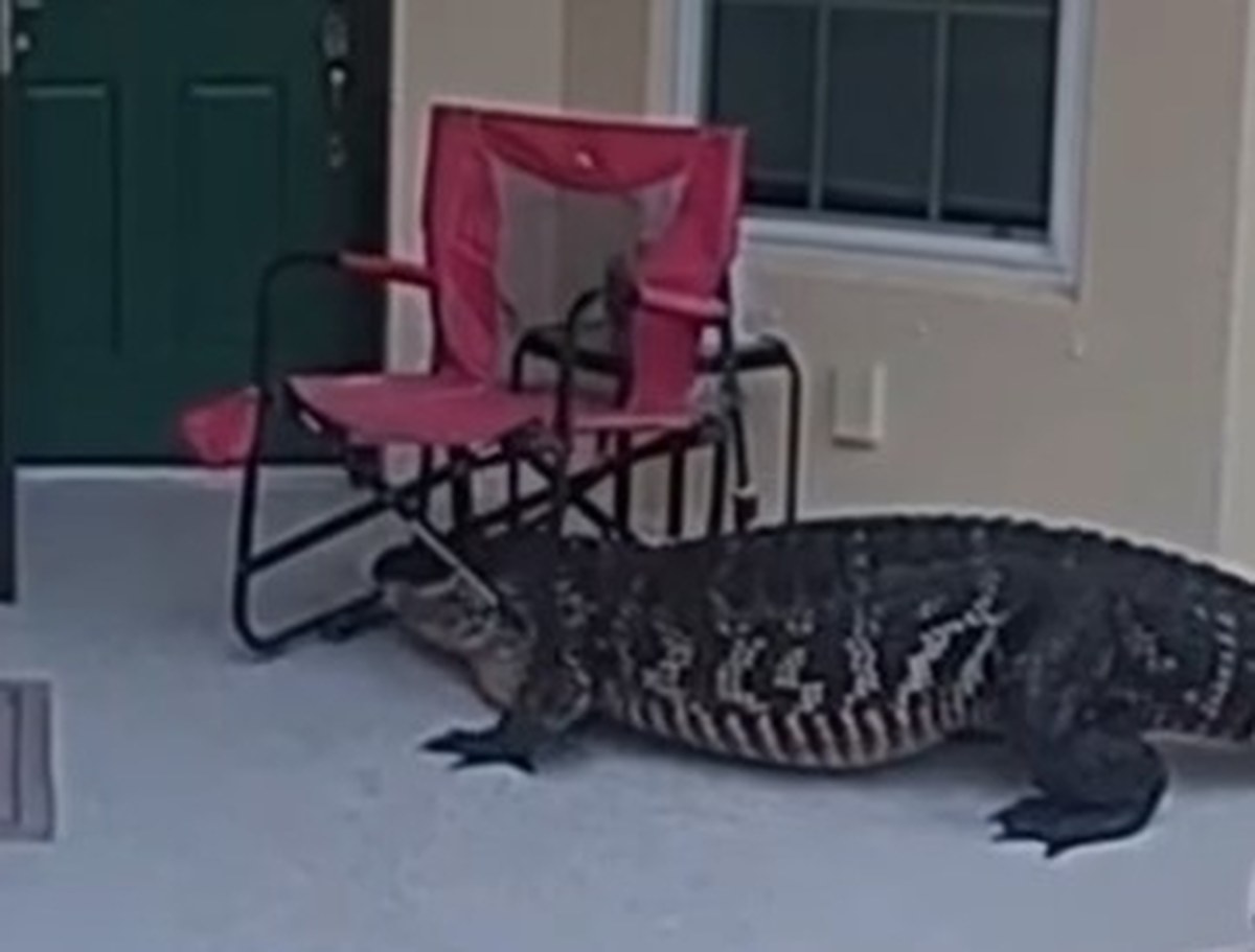 "Puk, puk, tu aligator". Przerażająca wizyta