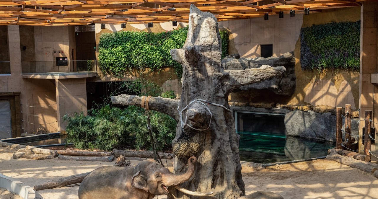 Słonie, rekiny, krokodyle – Orientalia ZOO Łódź zaprasza w świat dzikiej przygody!