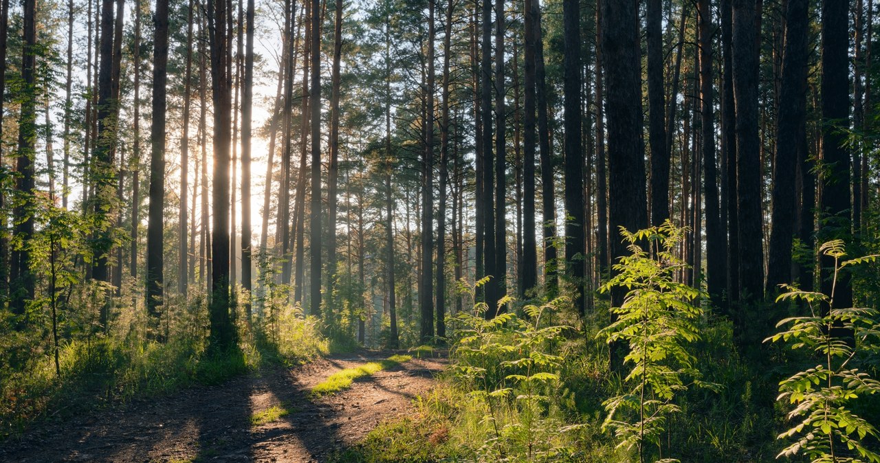 Widzisz na drzewie ten znak? Zatrzymaj się na moment. Trafiłeś na wyjątkowe miejsce. wiadomości,aktualności,Interia Widzisz na drzewie ten znak? Zatrzymaj się na moment. Trafiłeś na wyjątkowe miejsce.