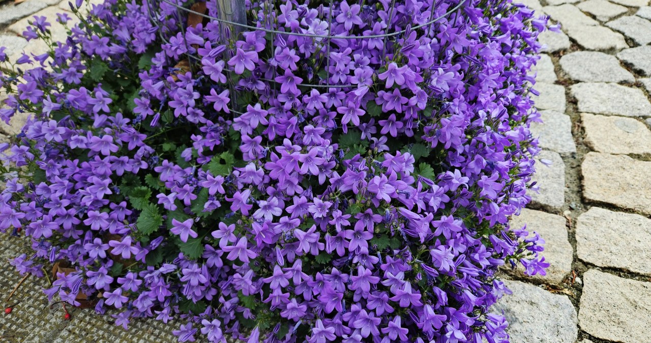 Tworzy w ogrodzie fioletowe poduchy. Kwitnie choćby dwa razy w sezonie