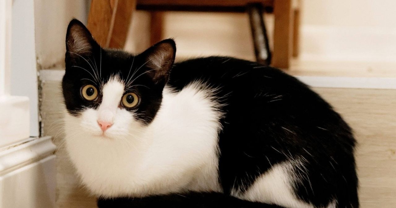 "Koty nie radzą sobie na ulicy". Adopcja bezdomnych zwierzaków ma się źle