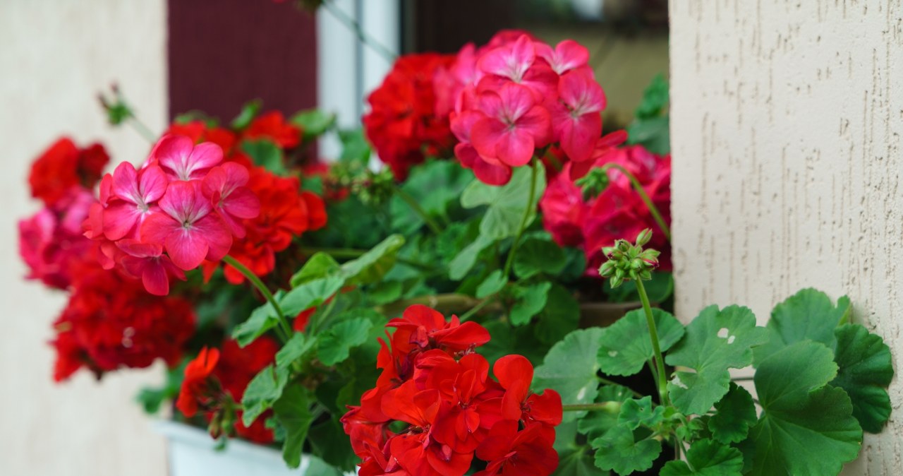 Po tym naturalnym nawozie twoje pelargonie będą uginać się od kwiatów